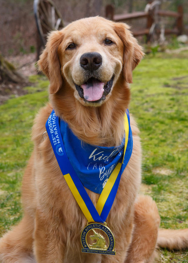 Heartbreak for dog owners: Popular breed more prone now to cancer – Boston  25 News