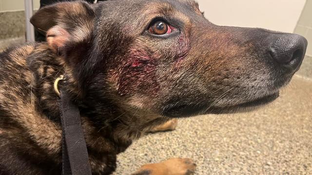 bitten-k-9-fairfield-police-photo.jpg 