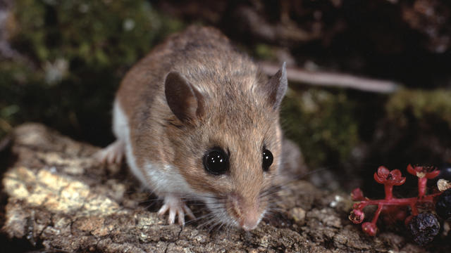 white-footed-mouse.jpg 