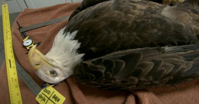 U.S. bald eagle population being threatened by lead poisoning - CBS News