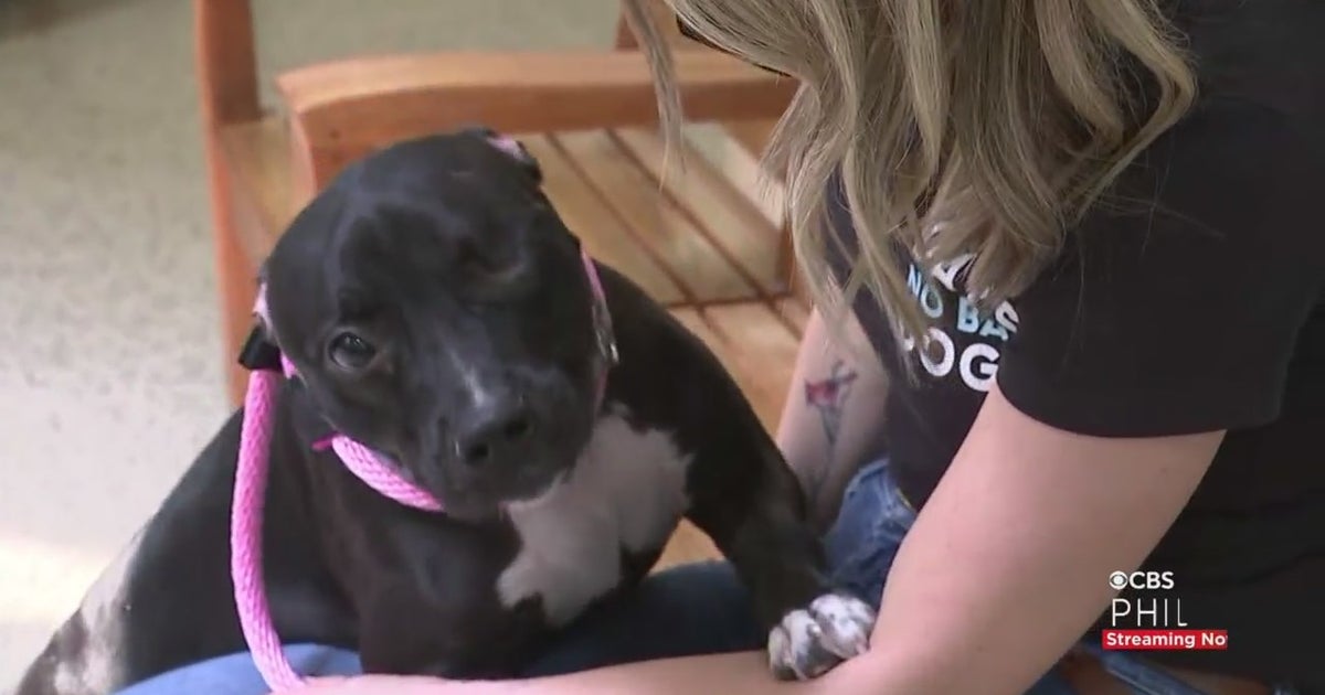 CBS3 Pet Project: Terrier American Pit Bull Mix Named Bettina Looking ...