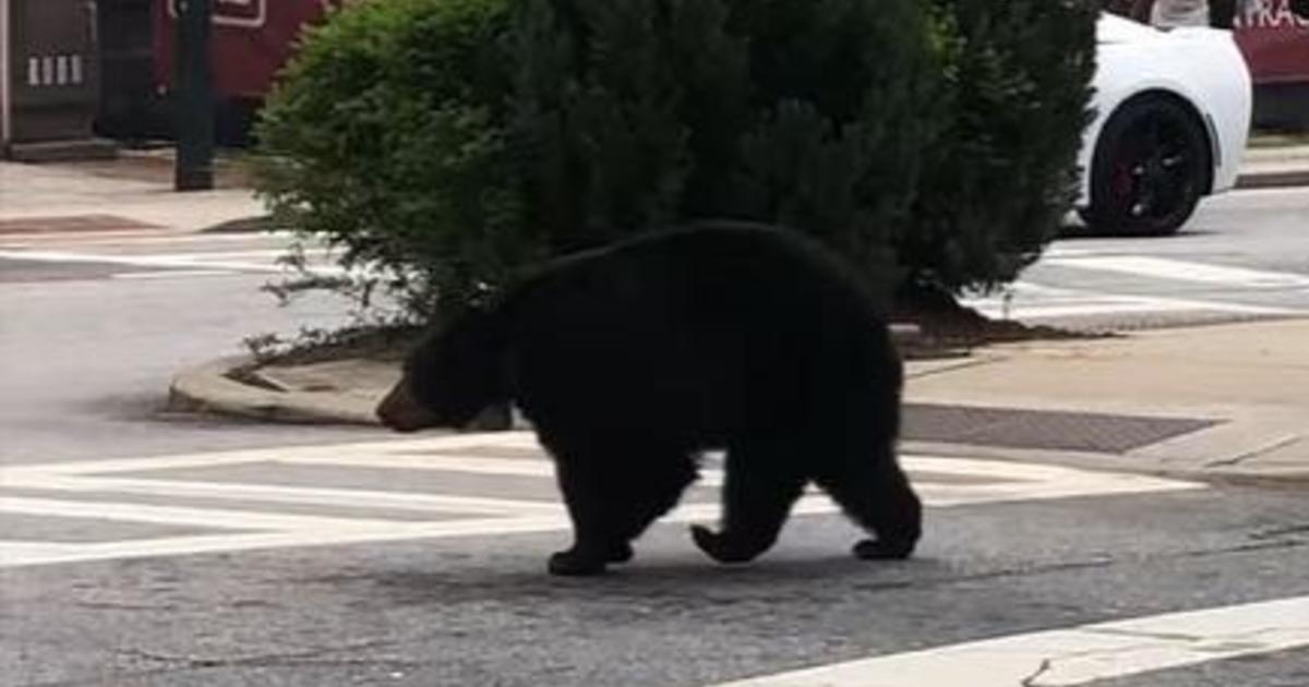 Video shows "law-abiding" bear looking both ways, using crosswalk in