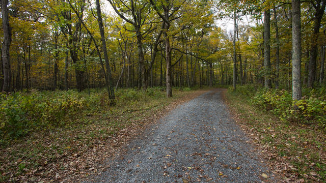 Gravel Road Through Yellow Forest 