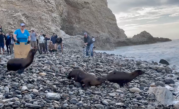 sea-lion-release-rpv.png 