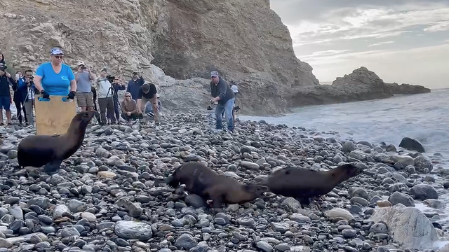 sea-lion-release-rpv.png 
