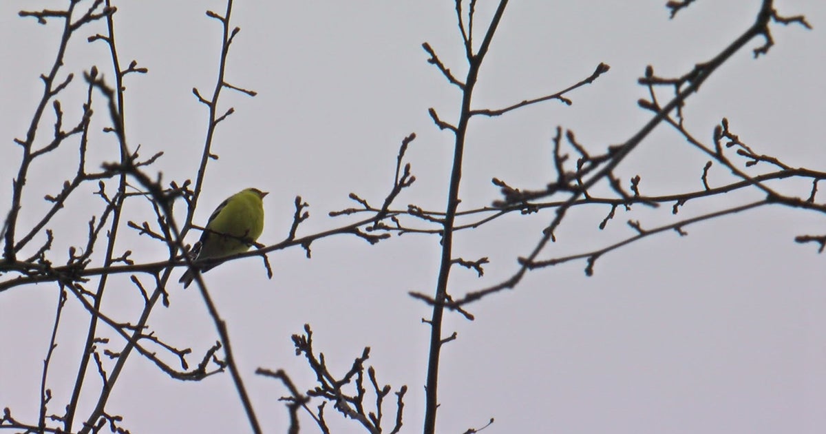 How Do We Know If Spring Has Sprung? - CBS Minnesota