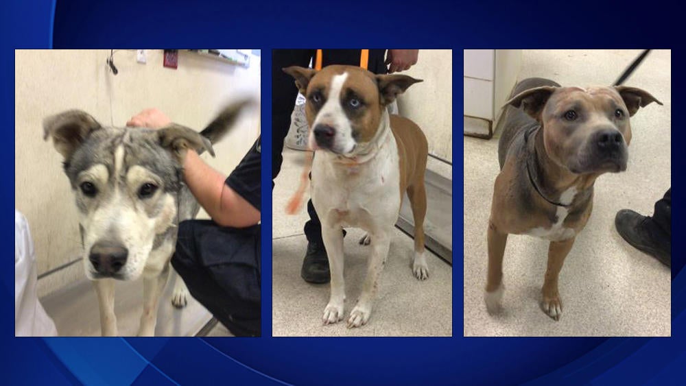 Caught on video 2 people break into Jurupa Valley animal shelter to