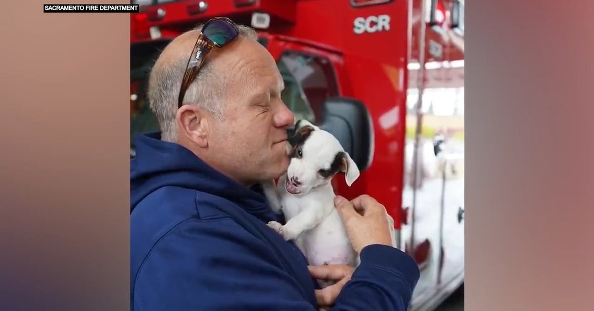 Firefighter Adopts Pit Bull Puppy Rescued From Sacramento Homeless Fire(02)