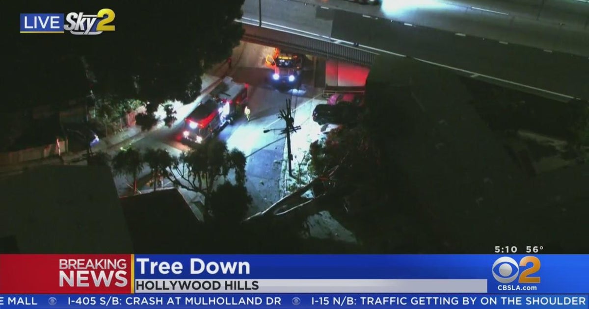 Large tree comes crashing down in Hollywood Hills neighborhood - CBS ...