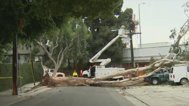 Large tree comes crashing down in Hollywood Hills neighborhood 