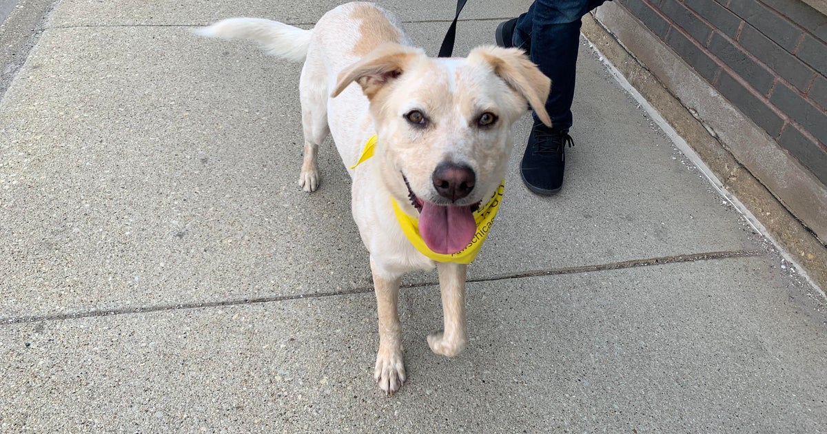 PAWS Pet of the Week Hamilton CBS Chicago