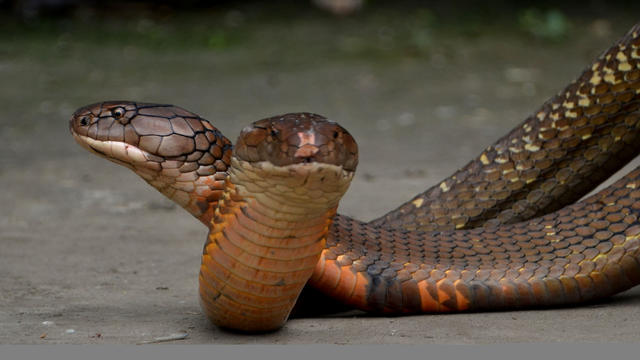 A Man Showing His King Cobra Pets 