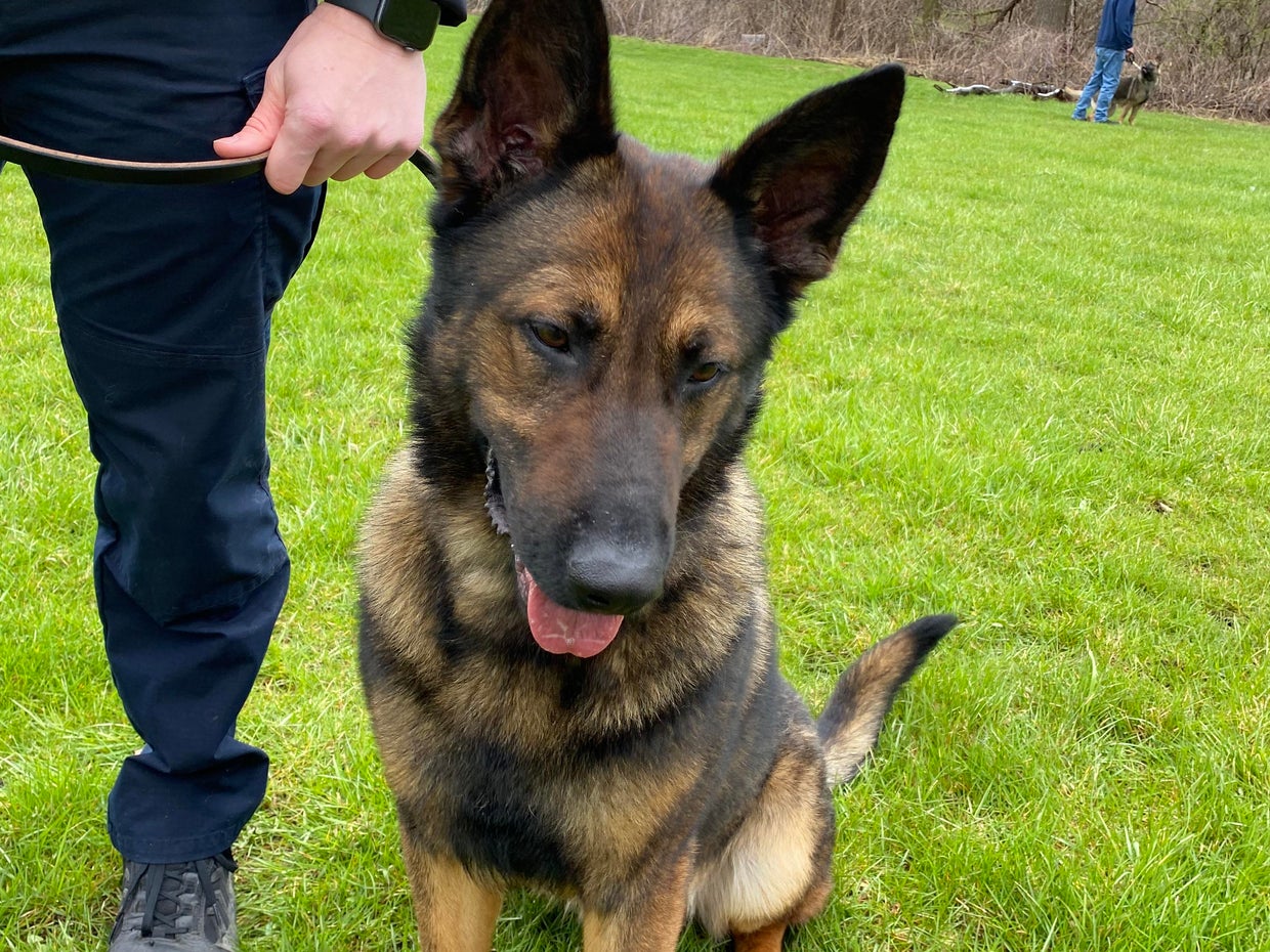 Lake County kids name two new Sheriff's police K9s - CBS Chicago