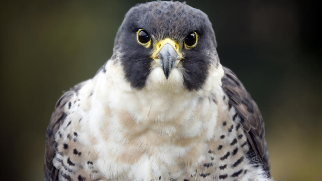UC Davis Med Center Peregrine Falcons