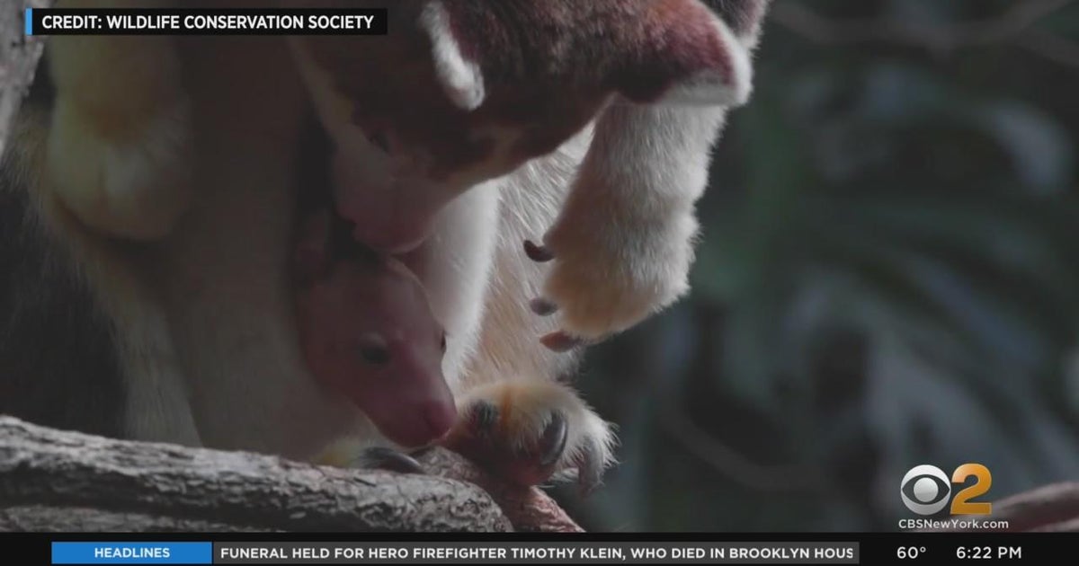 Tree kangaroo born at Bronx Zoo makes its debut CBS New York