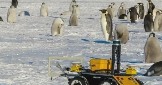 A research robot is living with a penguin colony in Antarctica - CBS News