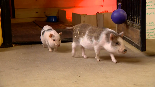 therapypiglets.png 