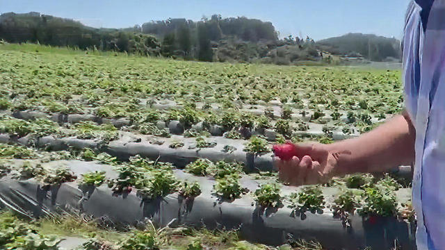 Pick your own strawberry picking at Maxwell's Farm 