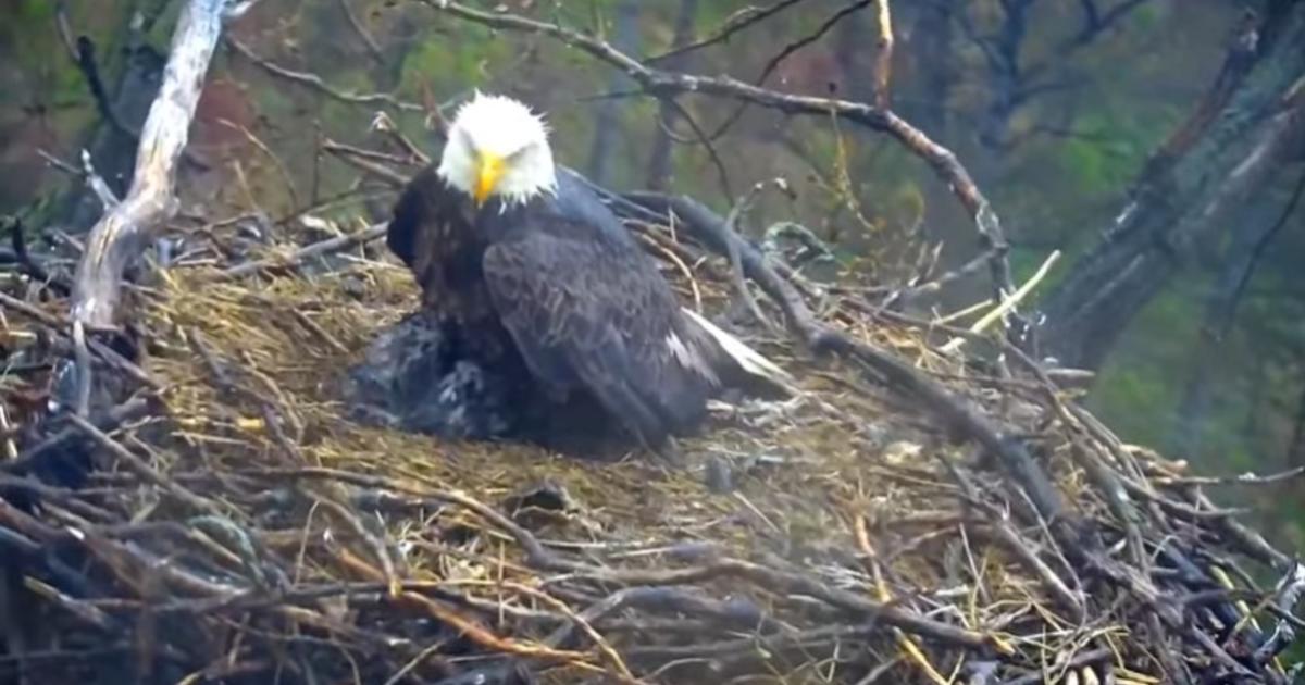 EagleCam Chick Dies After Being Pushed Out Of Nest By Sibling - CBS ...