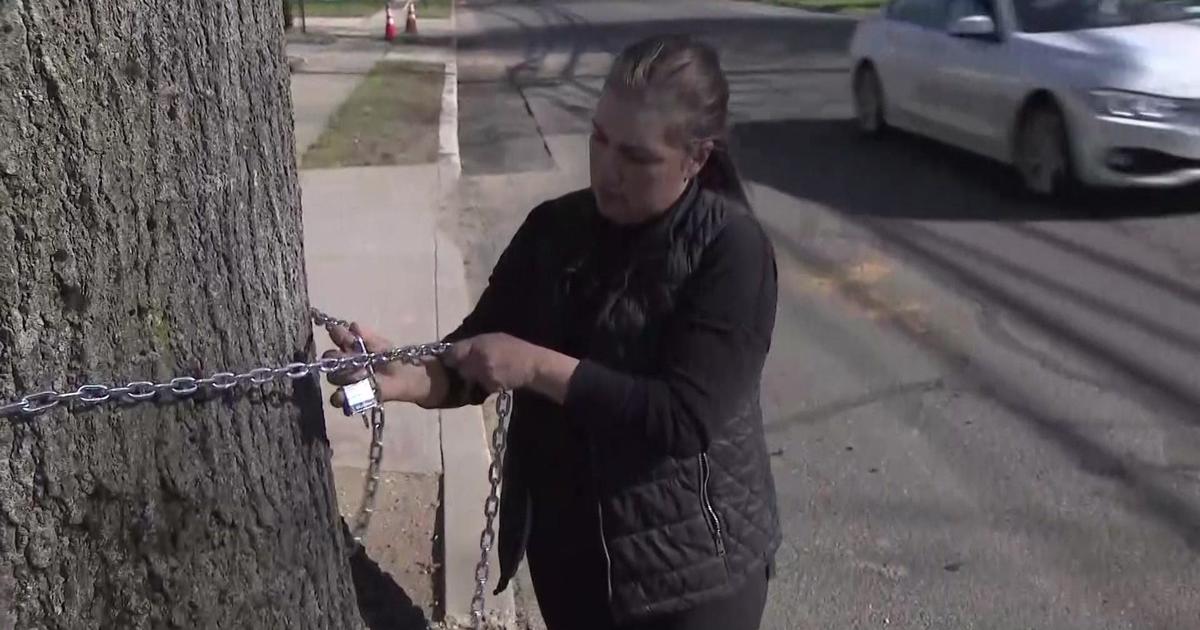 Long Island woman who chained herself to tree heading to court in continued fight to save 80-foot oak - CBS New York