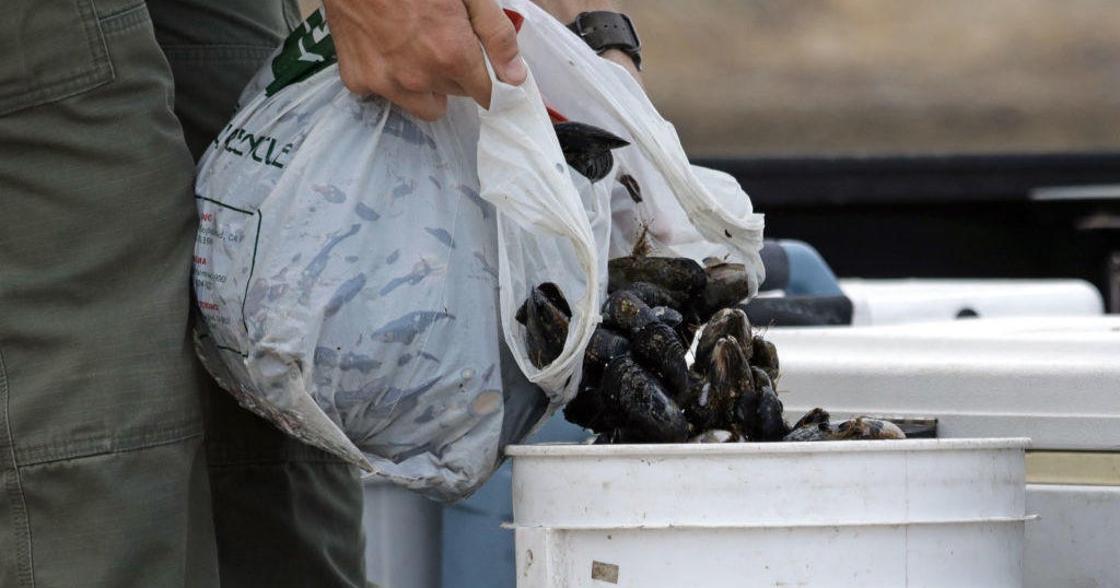 Mussels caught off California coast under quarantine due to high levels