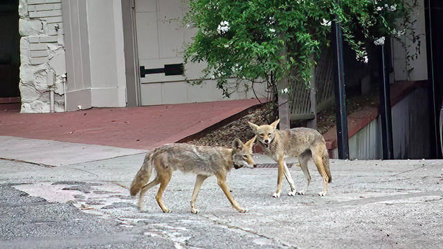 Coyotes in San Francisco 