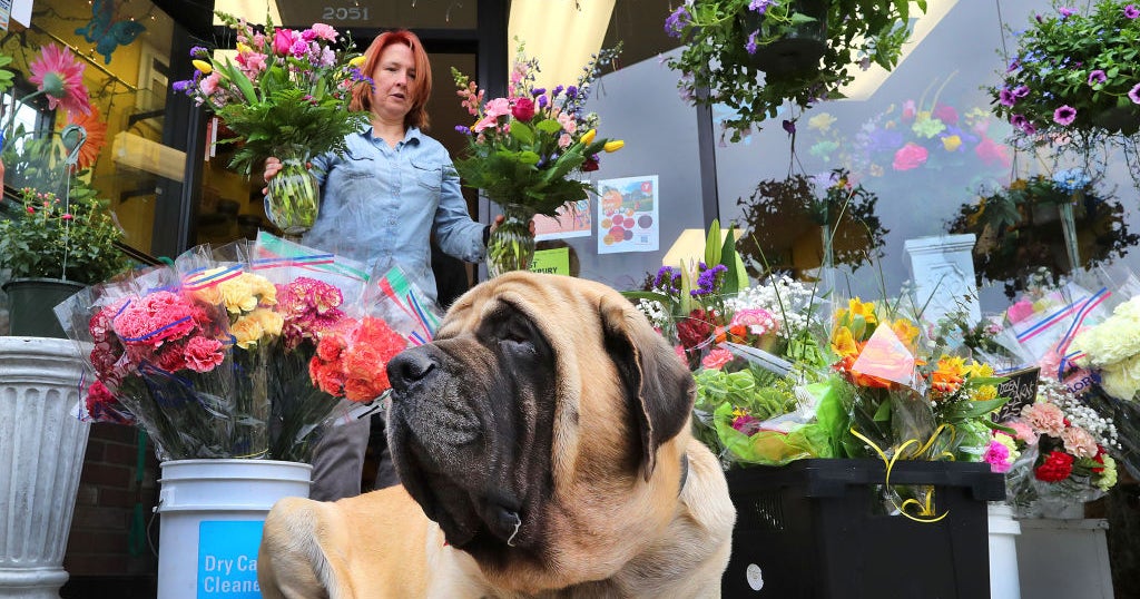 Baltimore Florists Struggle With Flower Shortage Before Mother's Day