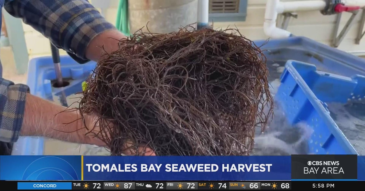 Oyster farmers commercially harvesting seaweed in Tomales Bay CBS San