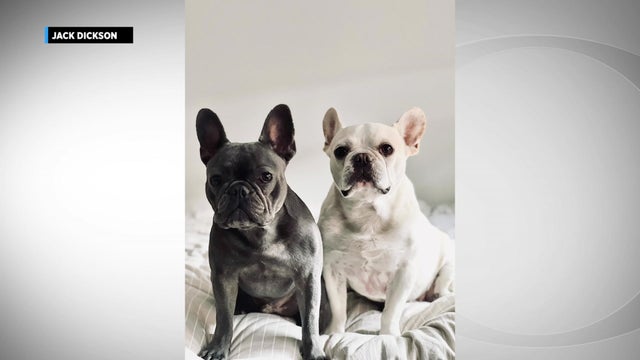 Lost French Bulldog Pics_1 