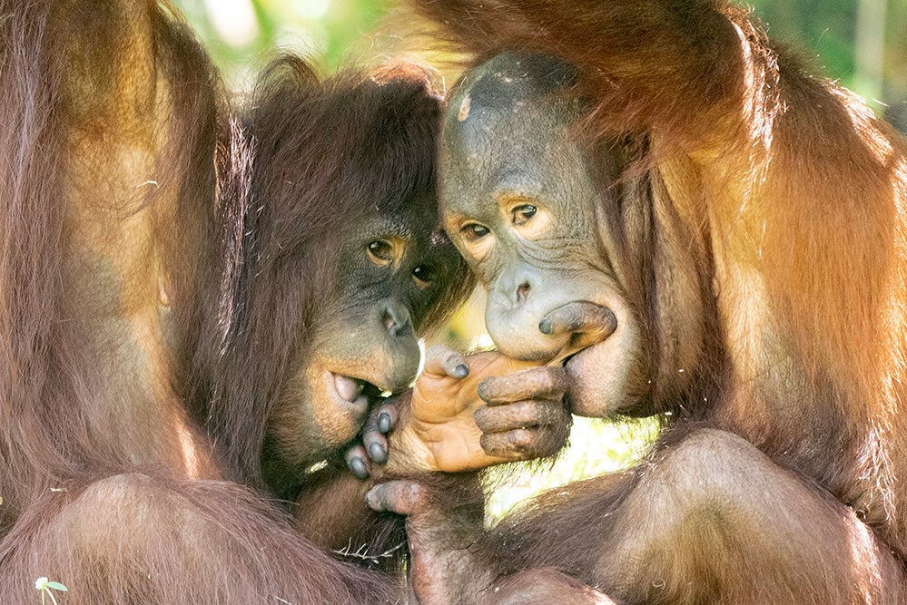 PIX Love Is In The Air For Young Orangutans At Zoo Miami