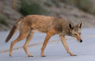 Coyotes Emerge at Sunset at Cal Poly Pomona 