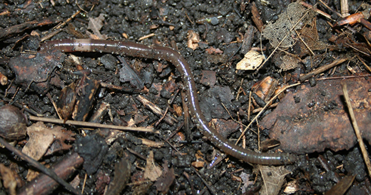 Invasive "jumping worms" threatening plants, forests and wildlife in dozens of states: "These are earthworms on steroids"