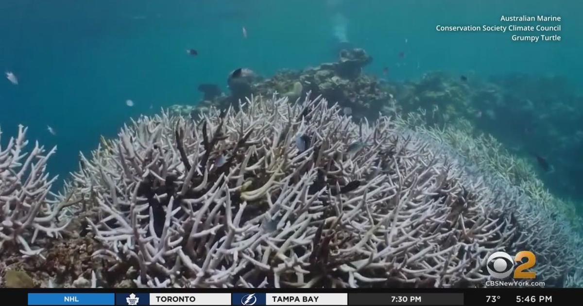 Coral in Great Barrier Reef damaged by bleaching - CBS New York