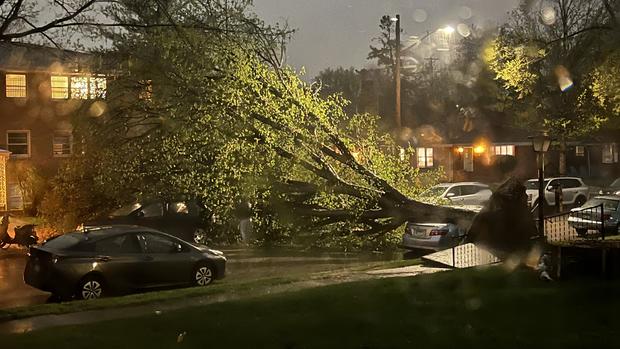 Tree down in south Minneapolis 