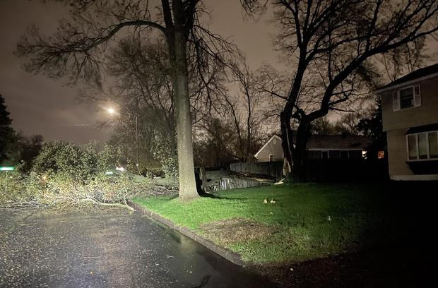 Downed tree in Blaine 