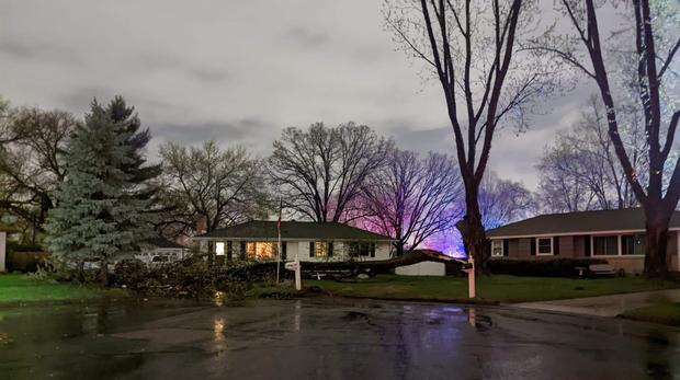 Downed tree in Blaine 
