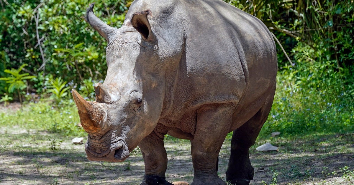 Disney World Rhino Fitted With Fitness Tracker - CBS Miami