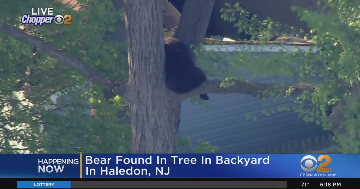 Officials keep an eye on bear in tree in Haledon backyard CBS New York