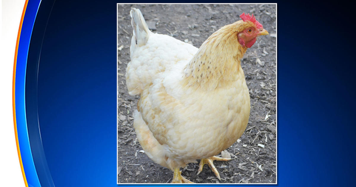 First case of highly contagious bird flu detected in New Jersey CBS