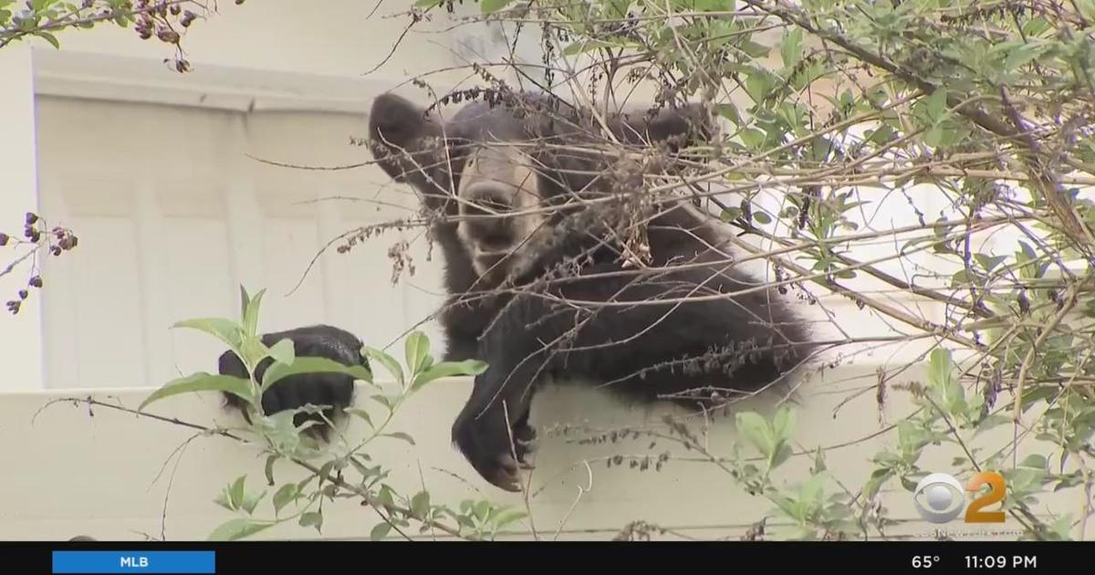 Bears take a snooze in tree in New Jersey neighborhood