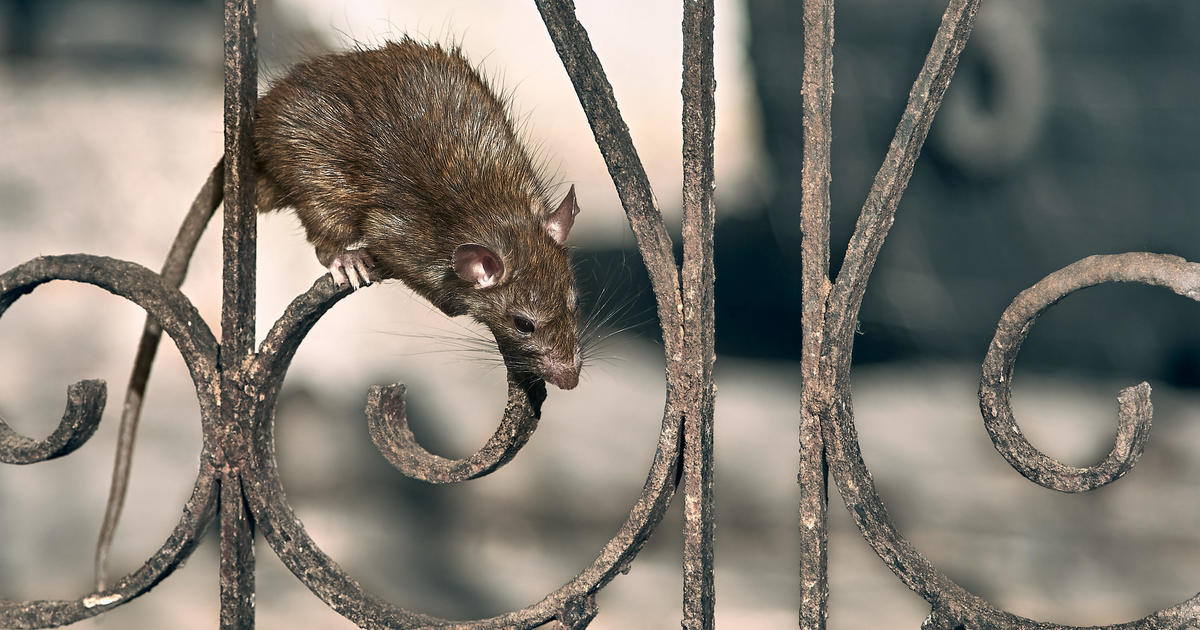 How Far Will Rats Roam? - Colonial Pest Control