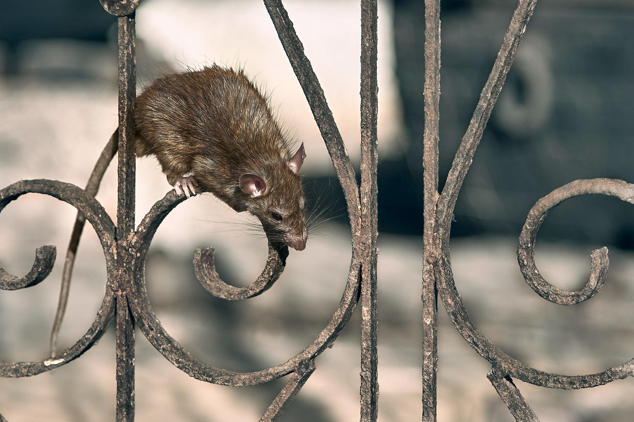 Americas 50 Most Rat Infested Cities Ranked 4094