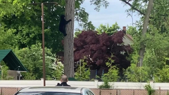 bear-in-tree.jpg 