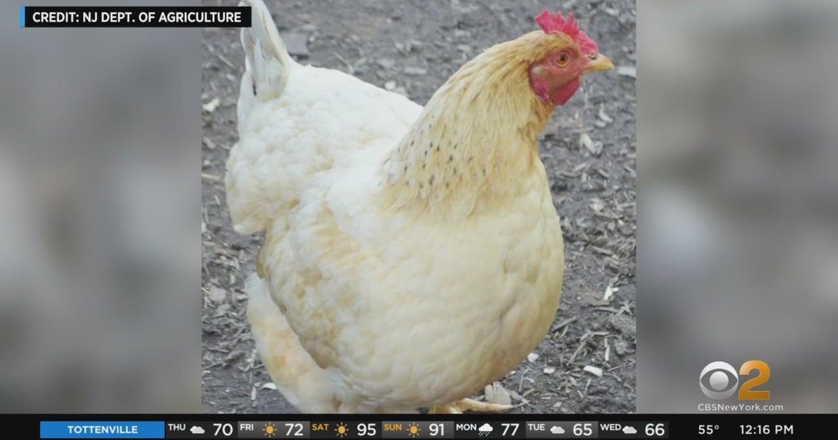 Highly-contagious bird flu confirmed in New Jersey - CBS New York