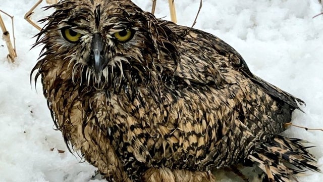 Angry-Wet-Owl-1-for-web.jpeg 