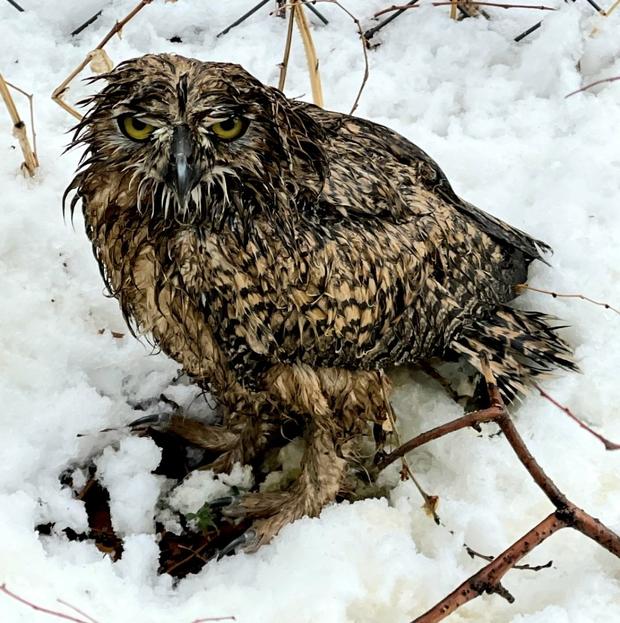 Angry Wet Owl 1 (CPW SE Region tweet) 