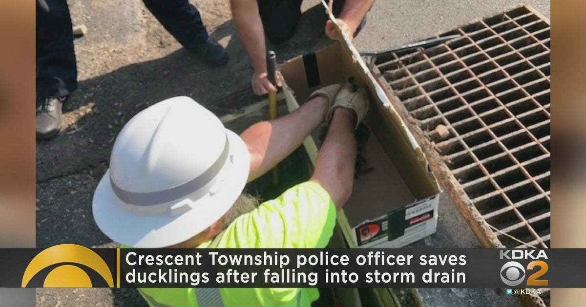 Police rescue ducklings from storm drain - CBS Pittsburgh