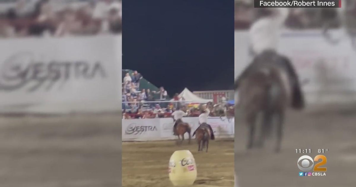 Holy cow! Bull escapes rodeo in Redding CBS Los Angeles
