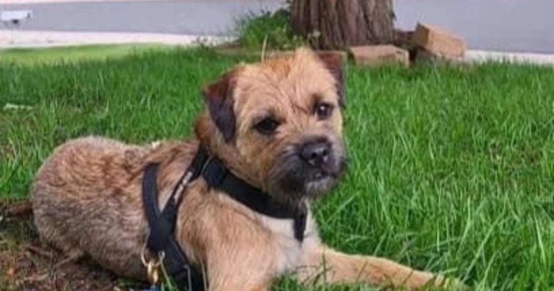 Littleton Police Alert To Missing Dog After Attempted Carjacking CBS