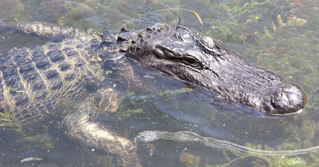 Alligator allegedly taken from Texas zoo as an egg or hatchling has been returned almost 20 several years afterwards, officials say